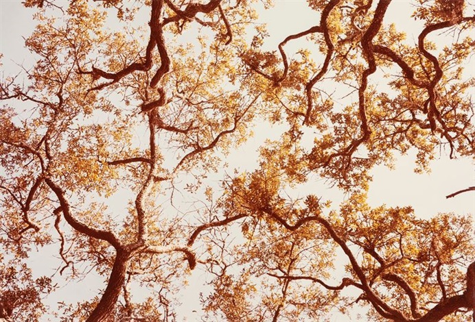 Along the 30th Parallel, 1970s by William Eggleston on artnet