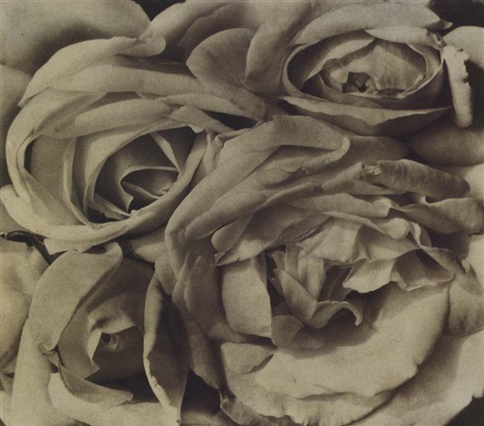 ROSES, MEXICO by Tina Modotti on artnet