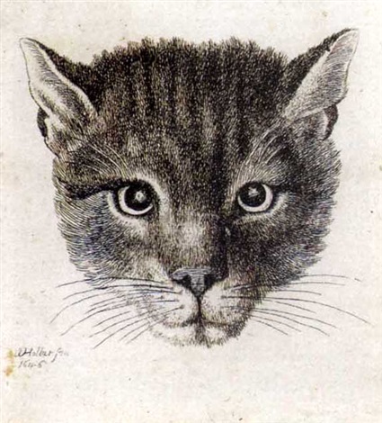 The small cats head by Wenceslaus Hollar on artnet