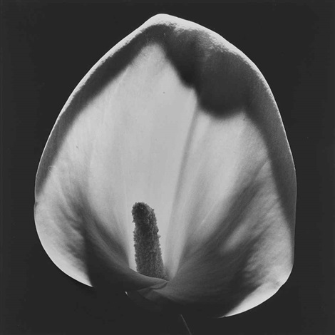 すぐ届く！ SAINT Mxxxxxx ROBERT MAPPLETHORPE CALLA LILY SS T Robert Mapplethorpe | Calla Lily (1988) | Artsy