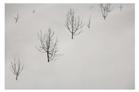 Abbas Kiarostami | Artnet