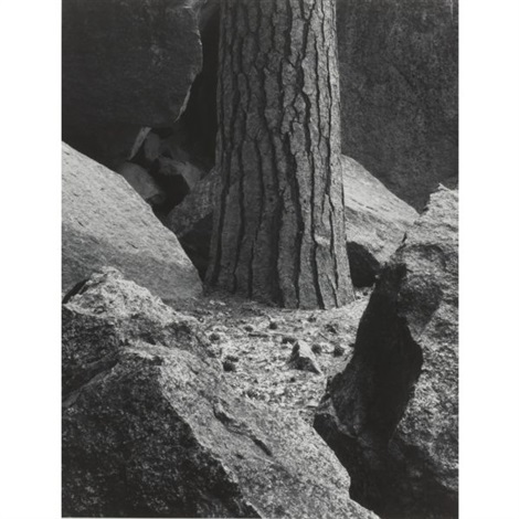 Pine tree - rocks - Yosemite valley by Ansel Adams on artnet