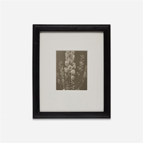 Delphinium by Edward Steichen on artnet