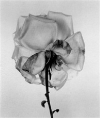 IRVING PENN (1917-2009), Lavender Glory Poppy, New York