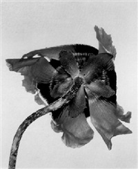 Irving Penn | Artnet | Page 127