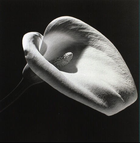 Calla lily by Robert Mapplethorpe on artnet
