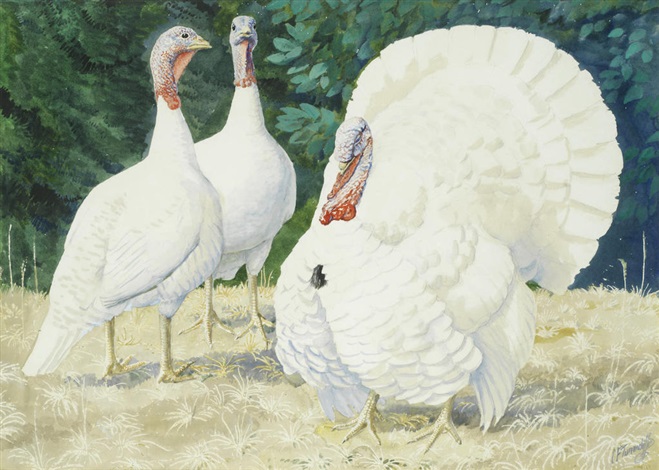 White Holland Turkeys By Charles Frederick Tunnicliffe On Artnet White Holland Turkeys By Charles Frederick Tunnicliffe