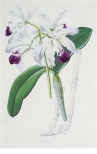 Select Orchidaceous Plants Robert Warner 【公式通販】