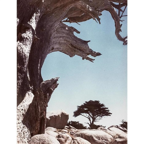 Landscape with Pine Tree in the Distance by Ansel Adams on artnet