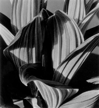 あいり様　Imogen Cunningham ［FLORA］ Imogen Cunningham: Flora — Alice's Book Shelf