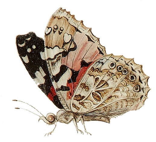 Three Flower Pieces by Jan (Johannes) Moninckx on