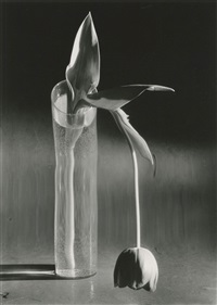 Melancholic Tulip, Paris by André Kertész