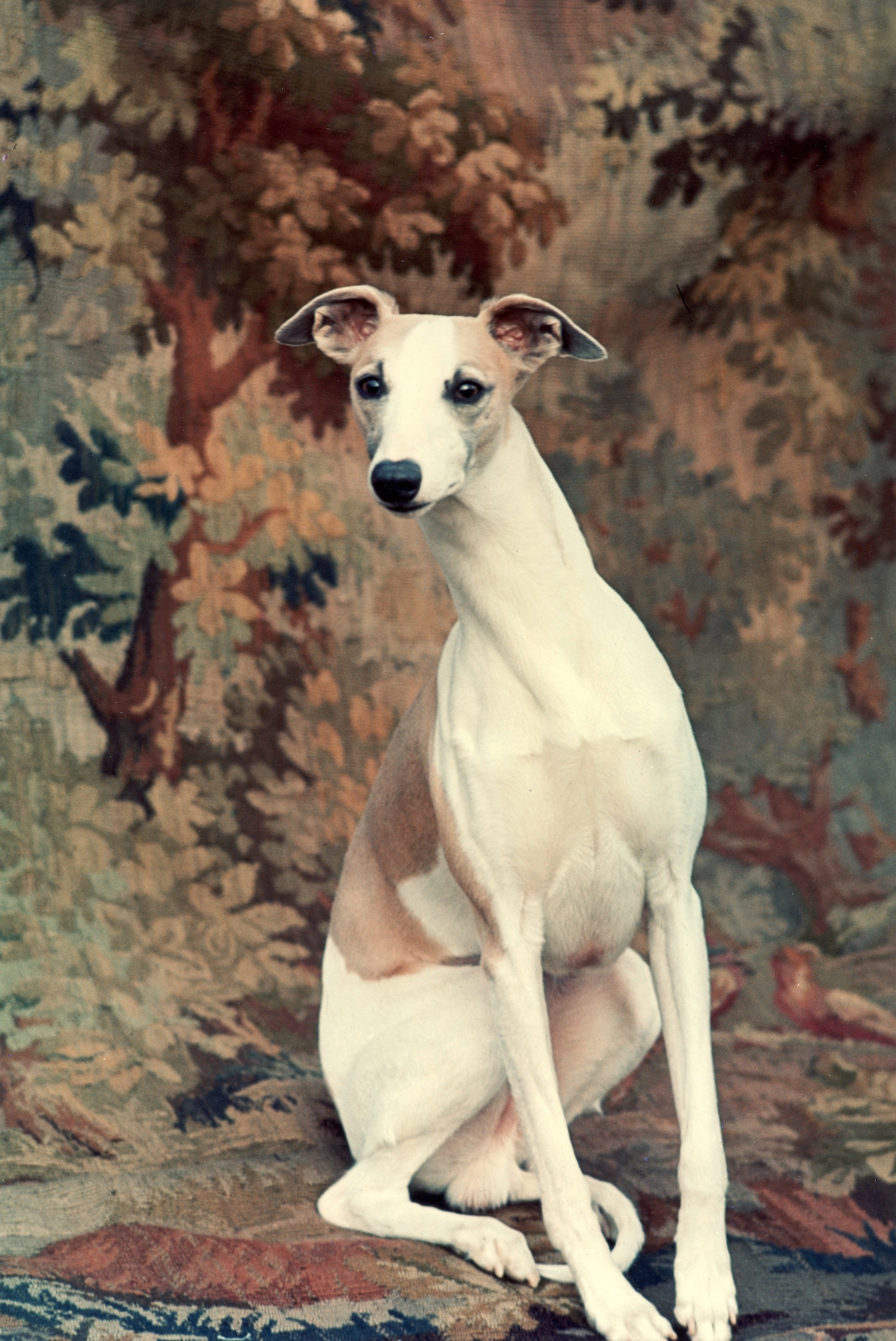 Best in show sales whippet