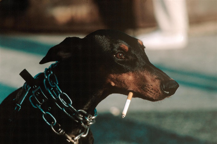 is selling cigarettes legal State Summary