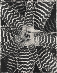 Ron Van Dongen: A. angustatum】サイン入 Ron Van Dongen