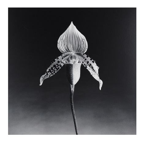 Orchid by Robert Mapplethorpe on artnet