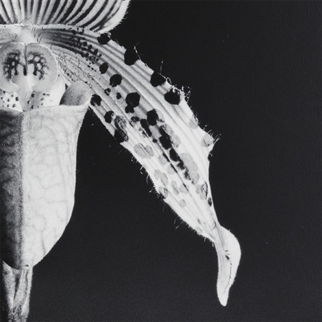 Orchid by Robert Mapplethorpe on artnet