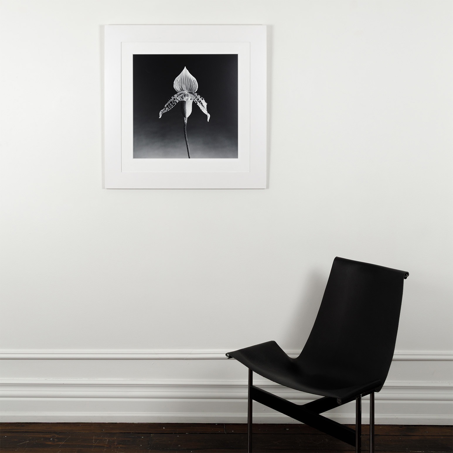 Orchid by Robert Mapplethorpe on artnet