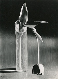 Melancholic Tulip by André Kertész